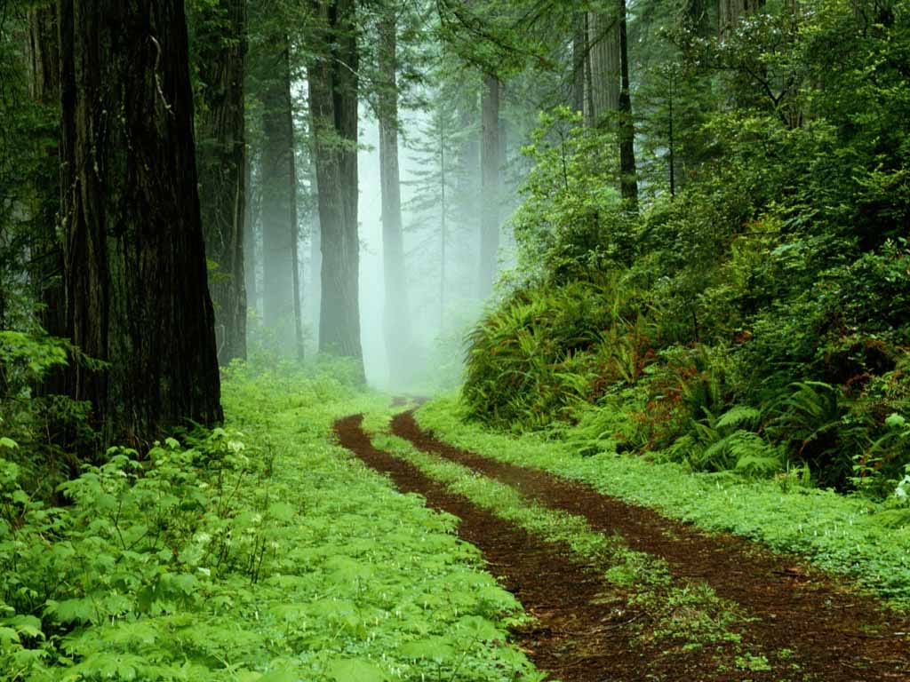 jungle_road_wallpaper_1024x768
